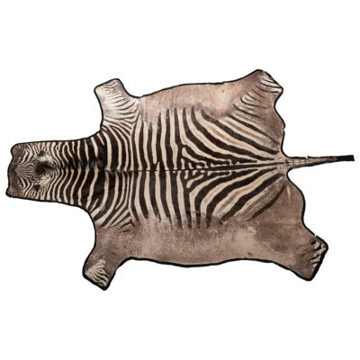 Vintage Trophy Grade Zebra Hide Rug