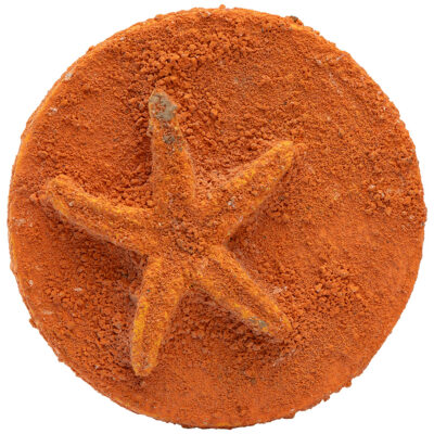 Vintage Small Orange Starfish Original Art