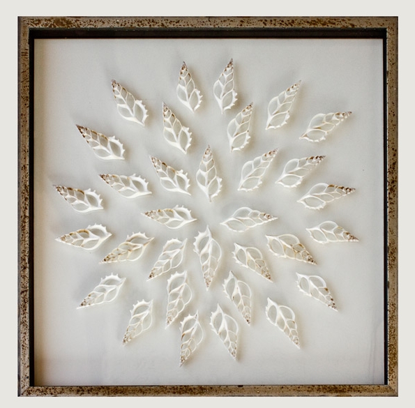 Sliced tibia shell art in a floating frame, displayed on a white surface with a decorative border.